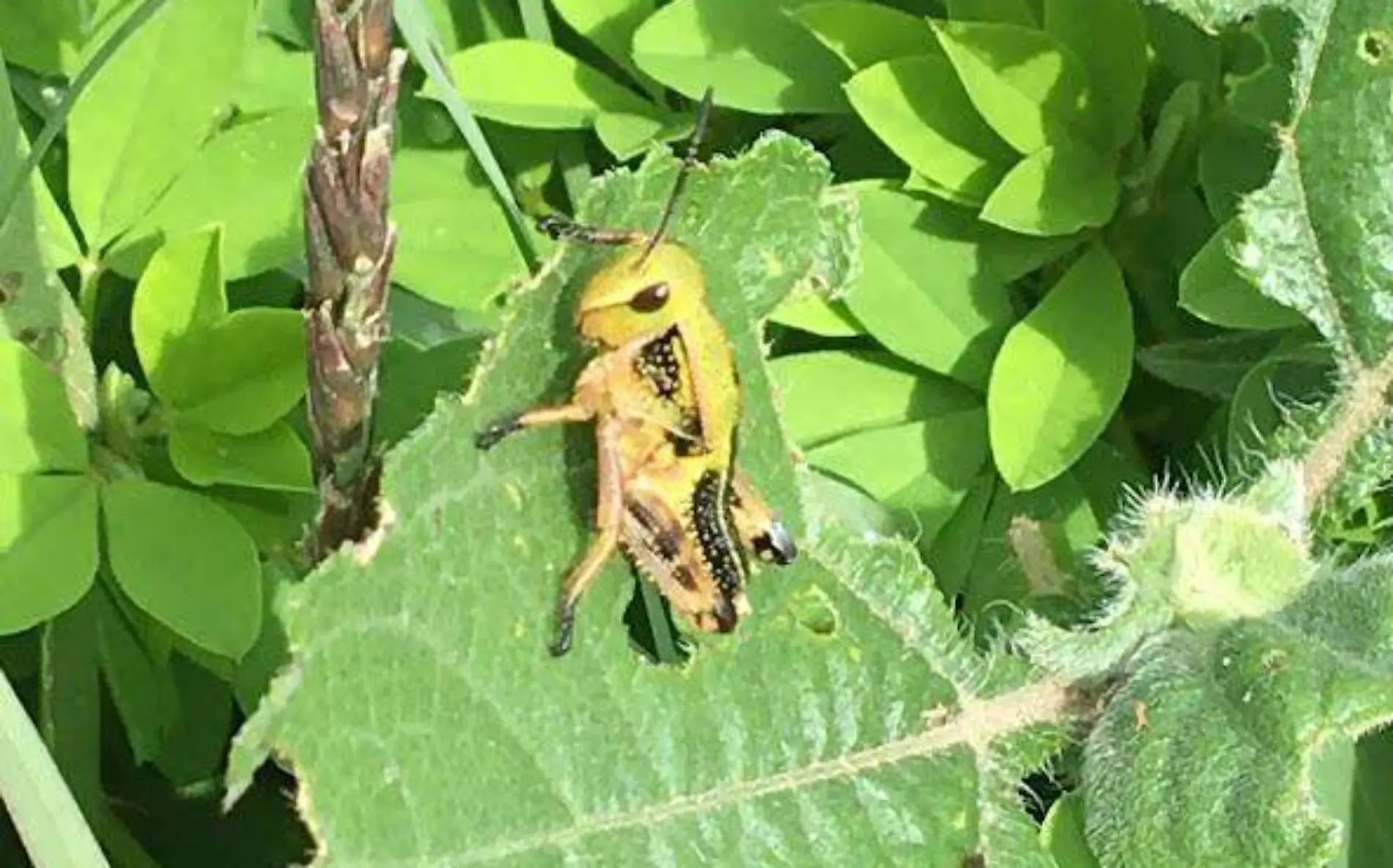 Plaga de chapulín